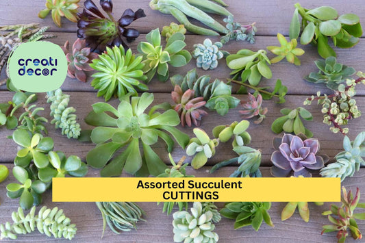 15 Assorted Succulent Cuttings | No Repeats | Unrooted Starter Set | Ready to Plant | Rare Mix for Garden, Crafts, Arrangements