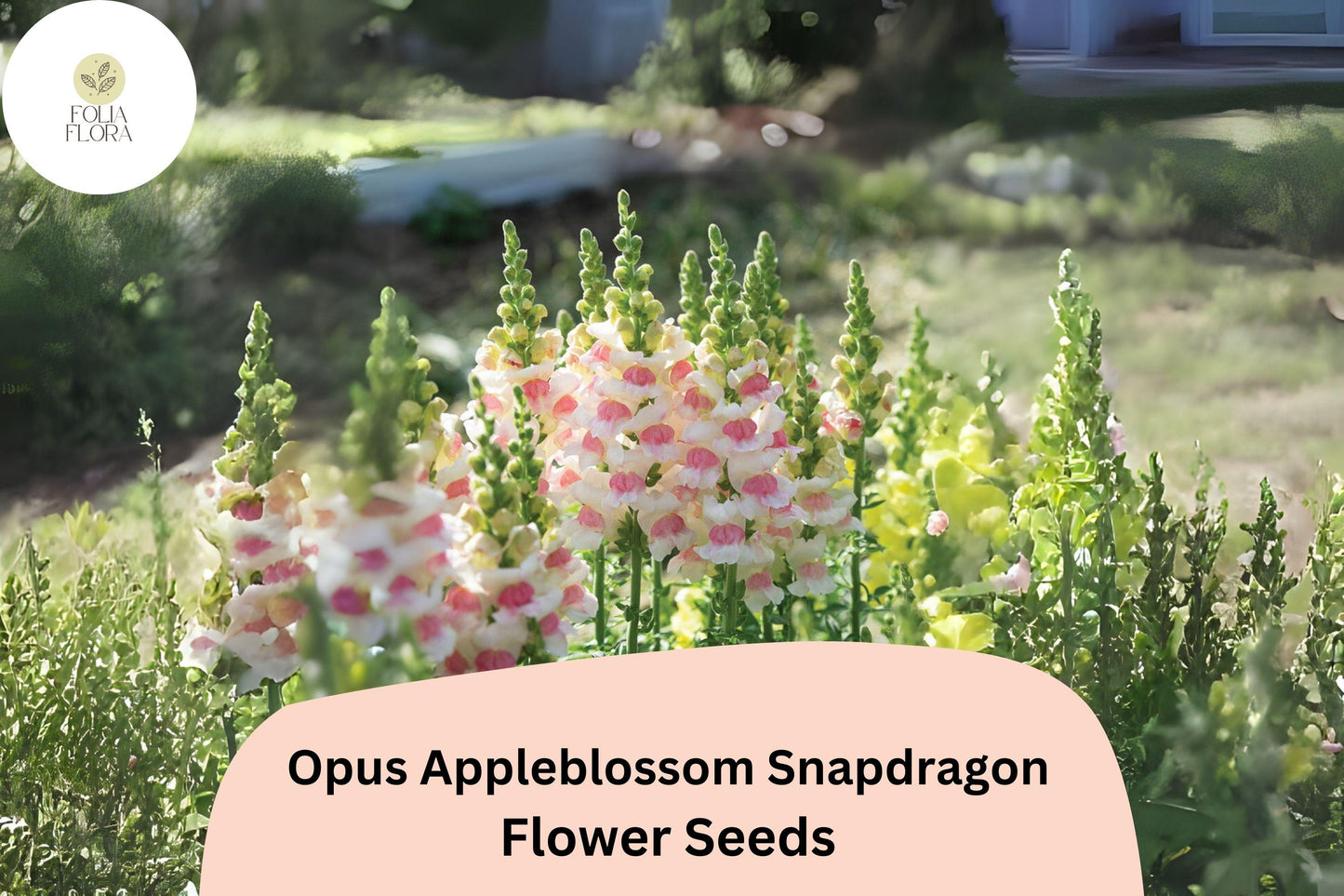 Antirrhinum majus Opus Appleblossom Snapdragon Seeds – 1000+ Soft Pink & White Blooms for Garden and Cut Flowers