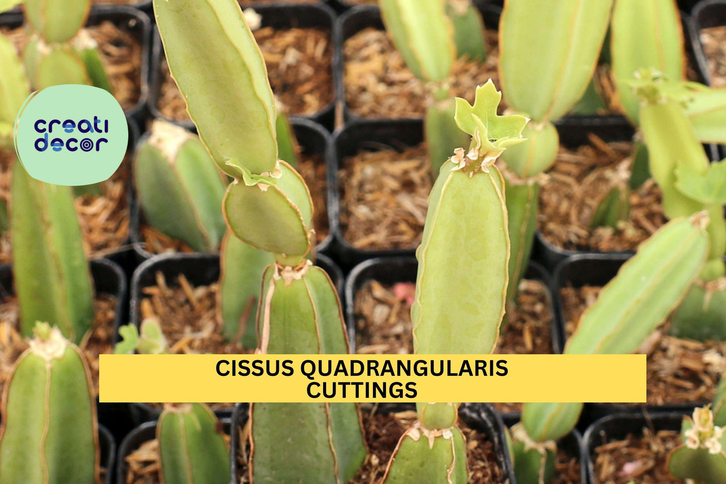 4 Veldt Grape Cuttings | Cissus Quadrangularis 12" Starter | Cucumber Cactus Air Plant | Easy Grow Succulent Vine | USA Seller