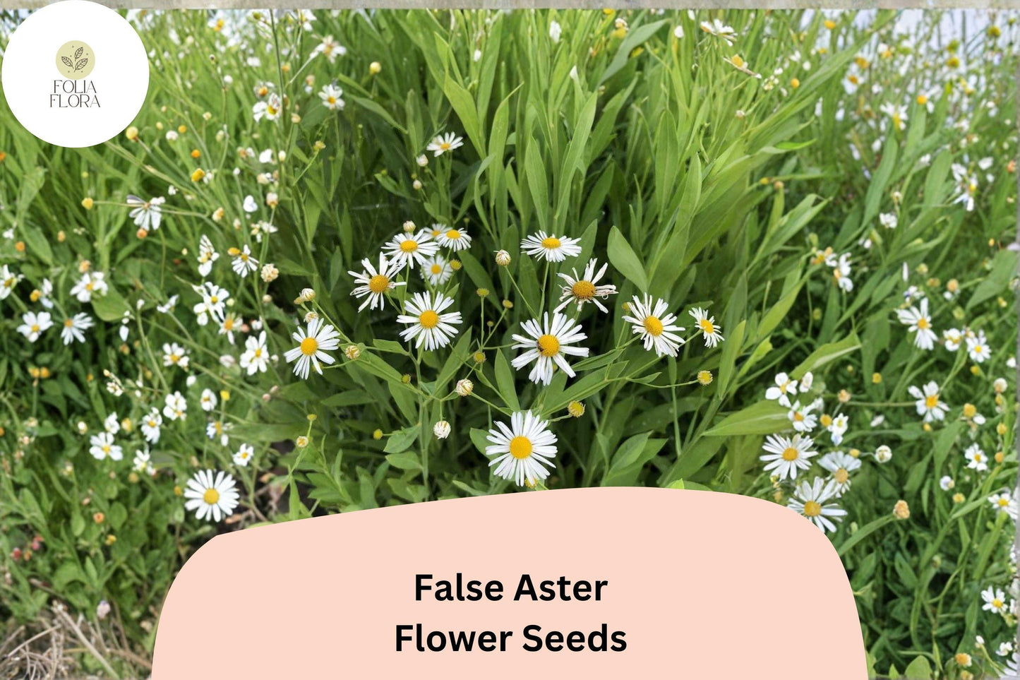 500 False Aster Seeds | Boltonia asteroides | Native White Wildflower