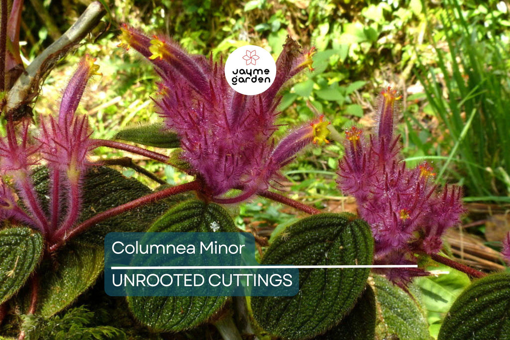 Columnea Minor Gesneriad Terrarium Plant - Rare US Grown, Purple Blooms, Medium Light