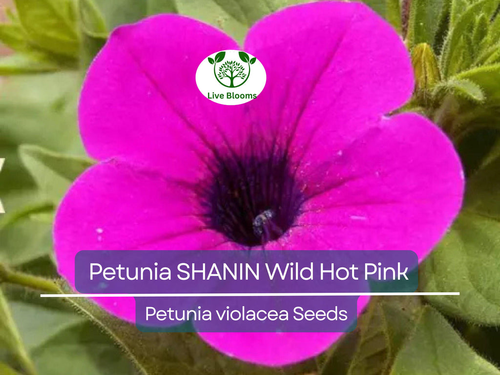 2000 Seeds Petunia SHANIN Wild Hot Pink Flowers, Spring Garden, Garden Petunia Seeds, Annual Container Plants, Petunia x hybrida, Hot Pink