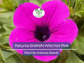2000 Seeds Petunia SHANIN Wild Hot Pink Flowers, Spring Garden, Garden Petunia Seeds, Annual Container Plants, Petunia x hybrida, Hot Pink