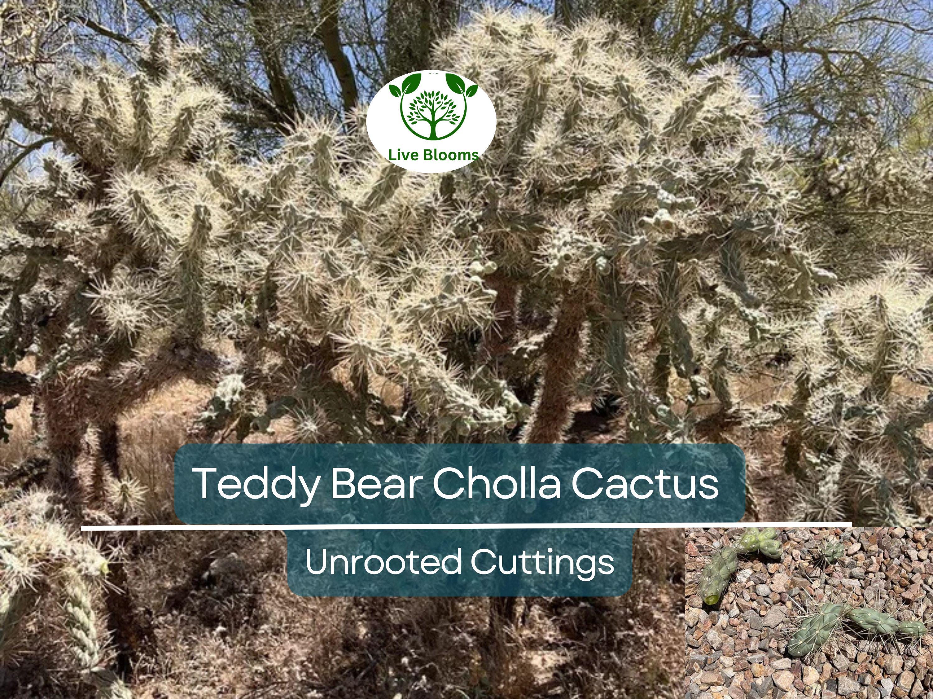 5 Cylindropuntia Fulgida Teddy Bear Cholla Cactus Cuttings - Unique Prickly Pear Cactus Segments for Propagation & Desert Gardens