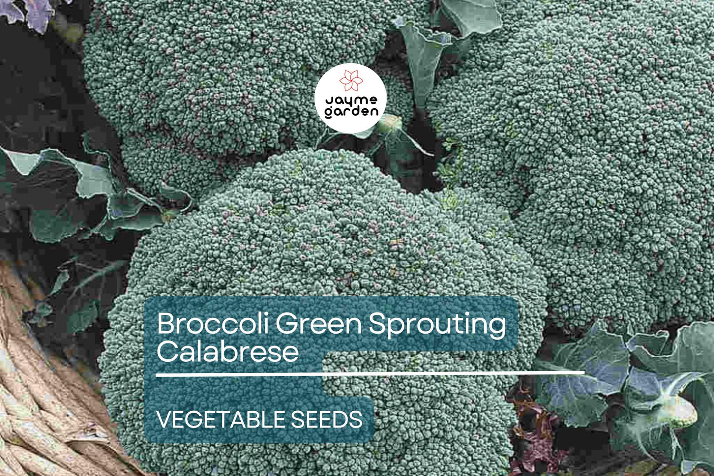 Broccoli Green Sprouting Calabrese 1 Gram Seeds - Heirloom Non-GMO Variety - Sweet, Tender Broccoli for Fresh Eating, Soups, & Gardening