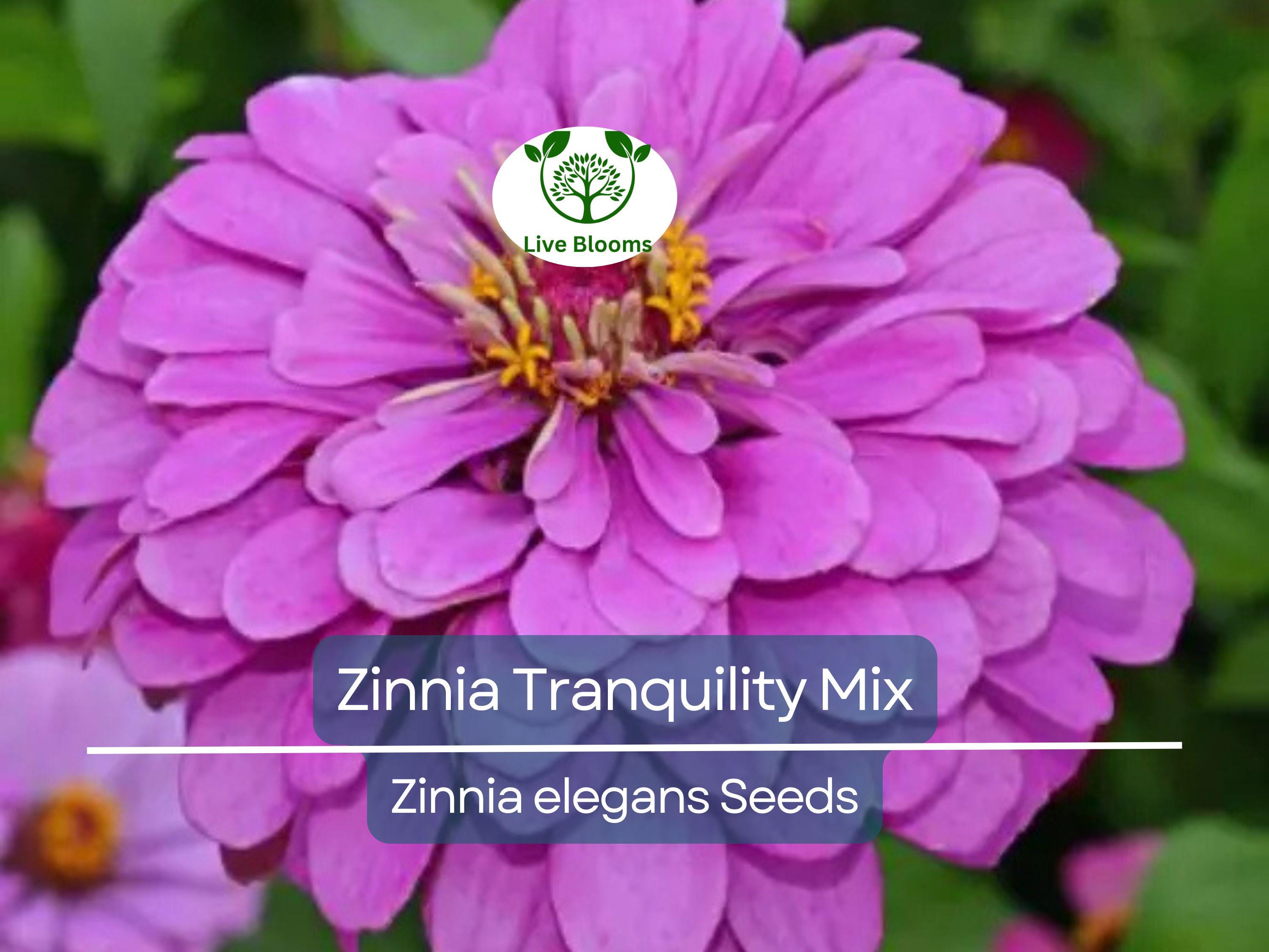 100 Seeds Zinnia Tranquility Mix (Zinnia elegans) Double Cut Flowers for Butterflies & Hummingbirds, Vibrant Garden Blooms