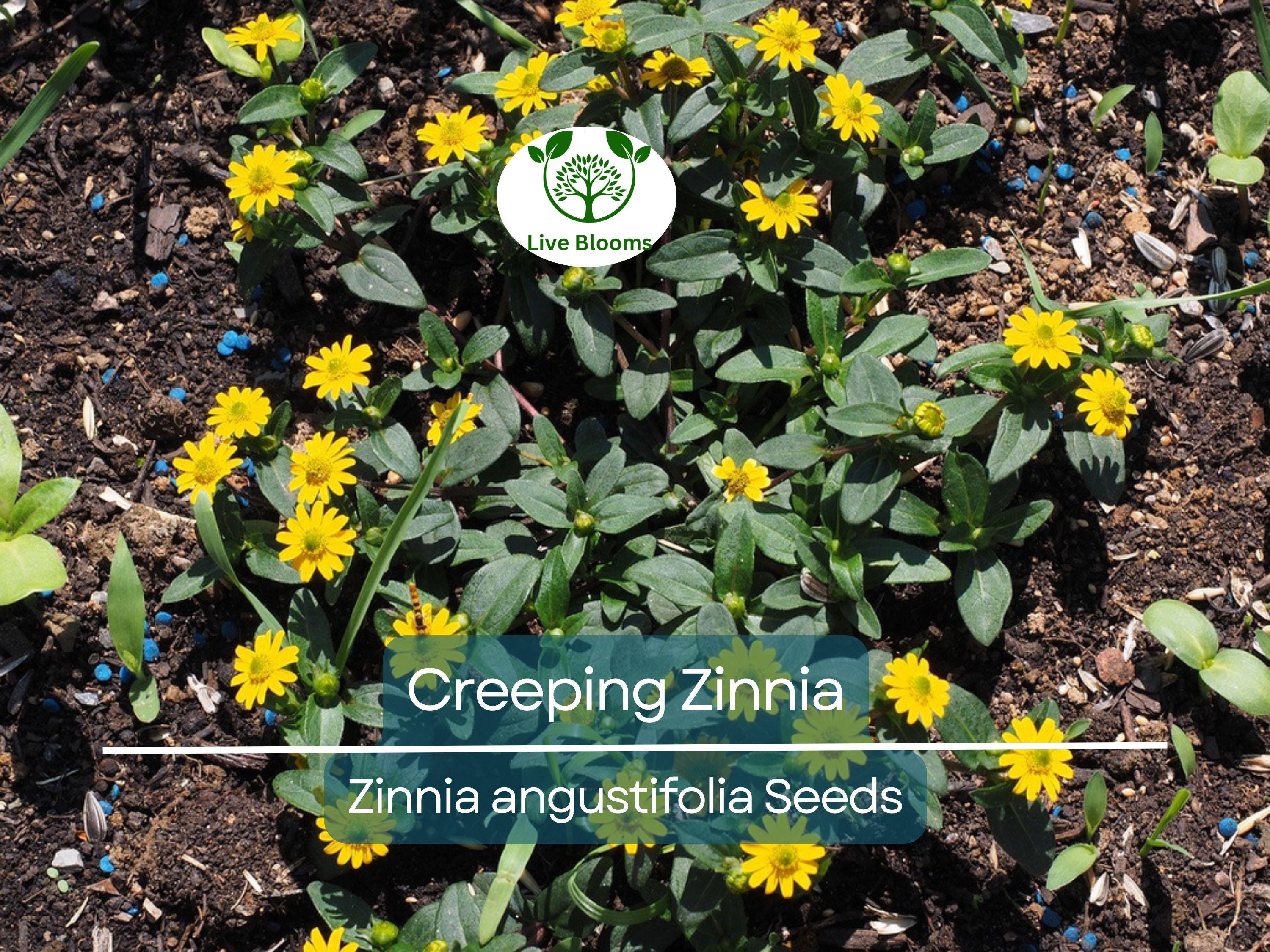 500 Creeping Zinnia Seeds - Ground Cover, Rock Garden, Low Maintenance, Vibrant Blooms, Zinnia angustifolia, Ideal for Landscaping