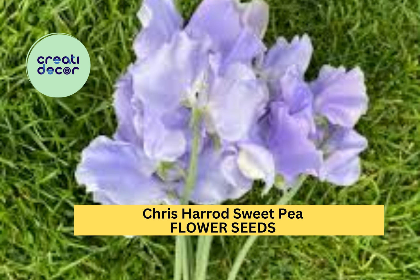 50+ Chris Harrod Sweet Pea Seeds – Soft Pink Fragrant Blooms for Garden Planting, Climbing Vines for Trellises & Cut Flowers – USA