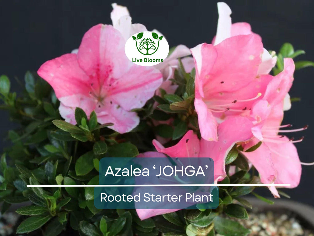 1 JOHGA Azalea Rhododendron Deciduous Rooted Starter Plant - Multi-Color Blooms, Hardy Rhododendron, Perfect for Garden Landscaping