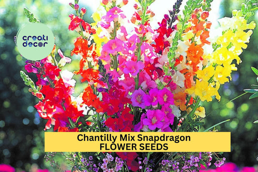 1000+ Chantilly Mix Snapdragon Seeds – Tall Fragrant Blooms for Garden Planting, Cottage Garden Favorite for Borders – USA