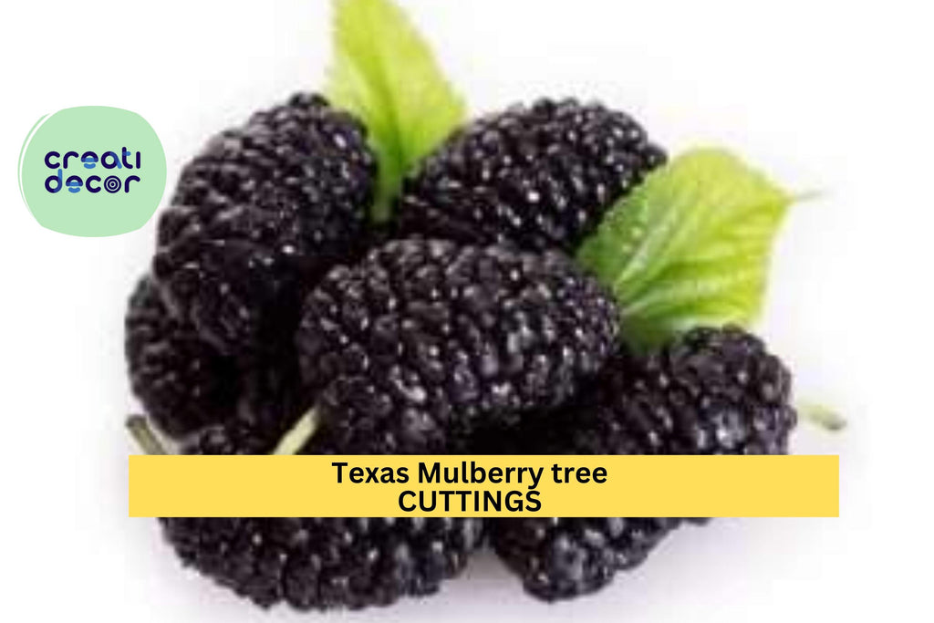 20+ Texas Mulberry Tree Cuttings | Morus Microphylla Unrooted 7–10" | Wild Fruit Tree Starter for Grafting or Rooting