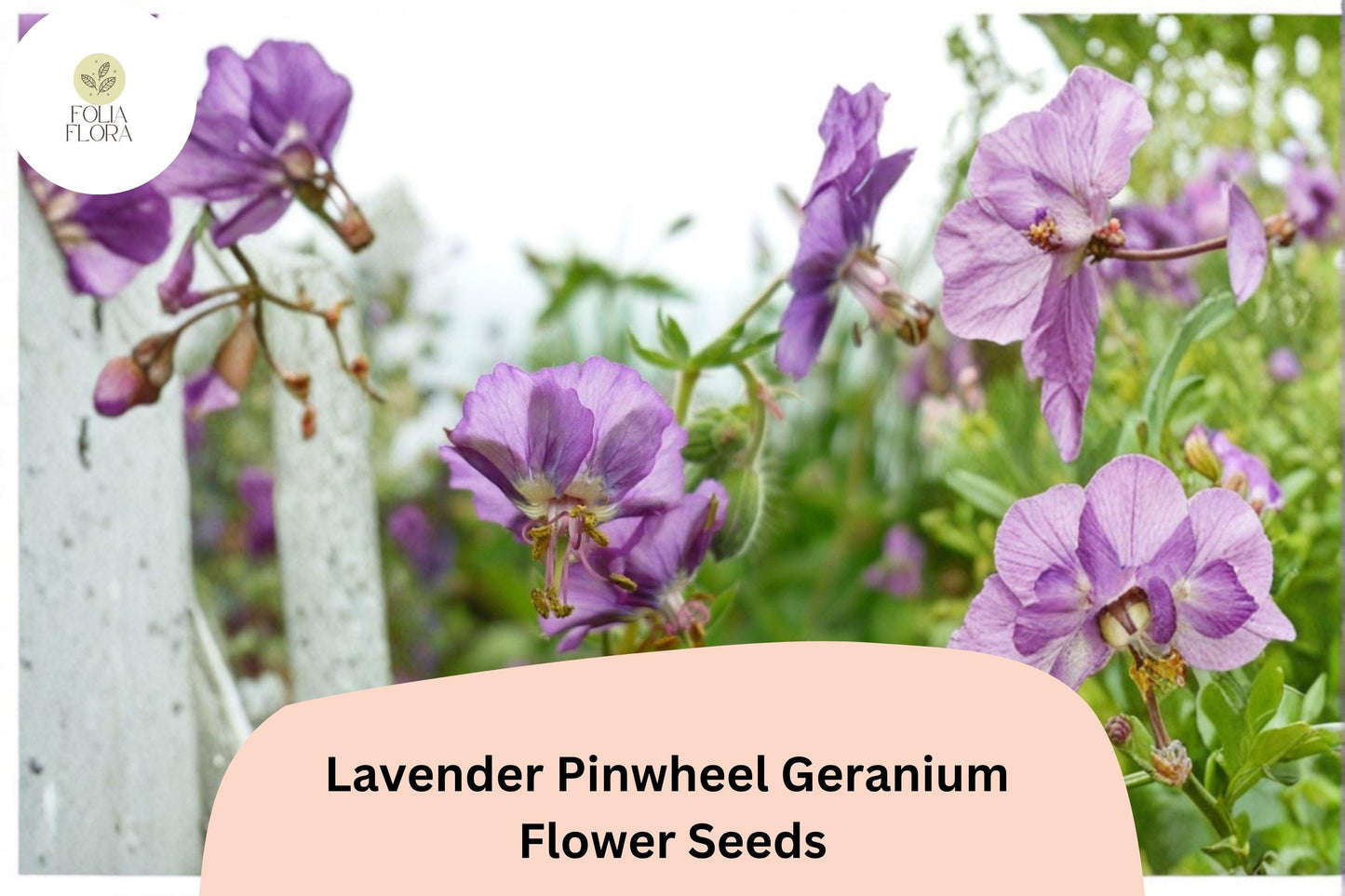 25+ Lavender Pinwheel Geranium Seeds for Garden Planting – Lavender Flowers, Hardy Perennial