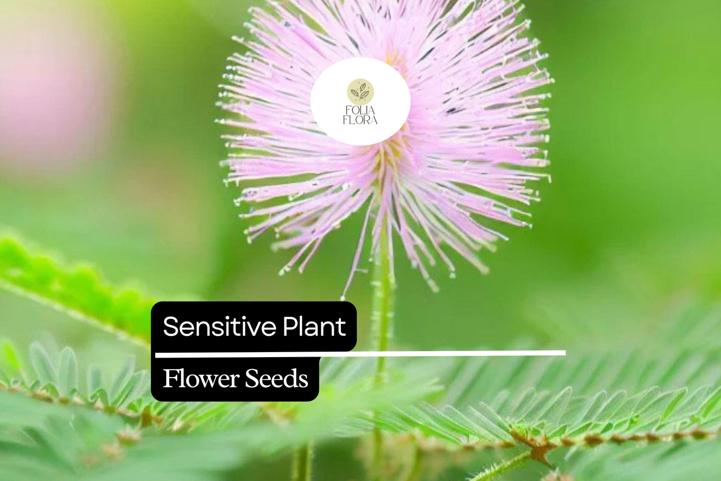5 Seeds Sensitive Plant (Mimosa microphylla) | Touch-Responsive Leaves | Unique Ground Cover, Pollinator-Friendly, Drought-Tolerant