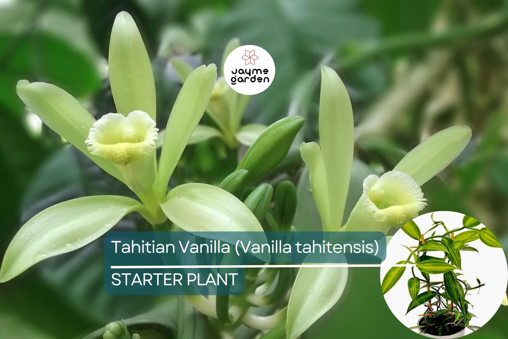 Tahitian Vanilla Orchid Plant (Vanilla tahitensis) Starter Vine - Rare Tropical Plant with Exotic Floral & Fruity Aroma