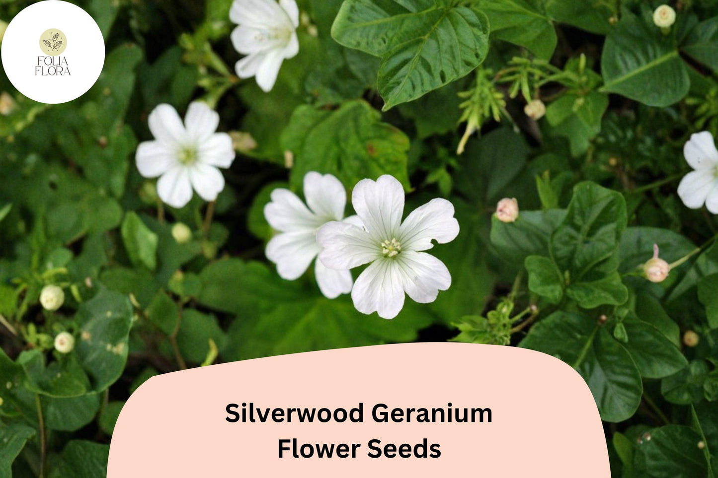 25+ Silverwood Geranium Seeds | White Cranesbill | Hardy Perennial Geranium sanguineum Silverwood Seeds for Garden Borders