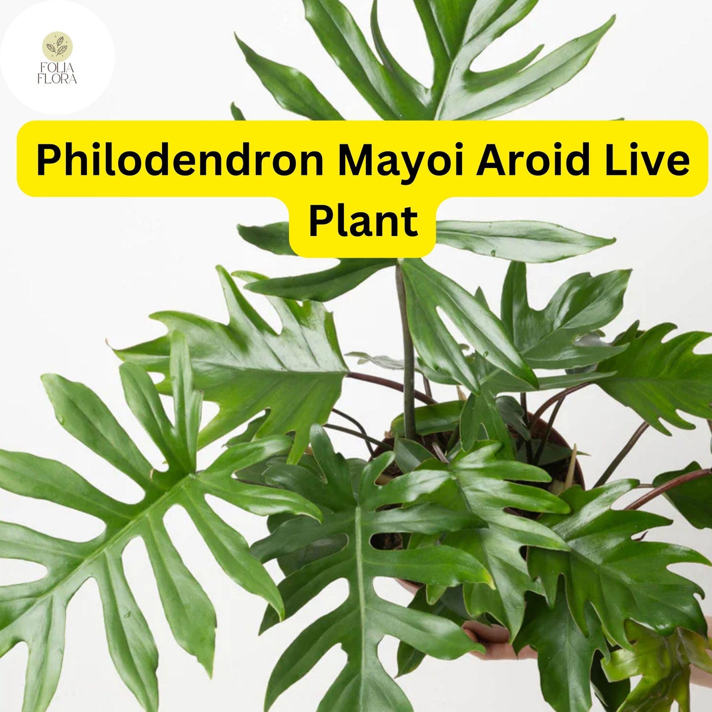 1 Philodendron Mayoi - Aroid Well-Rooted Live Plant in 4" Pot - Tropical Indoor Houseplant, Easy-Care