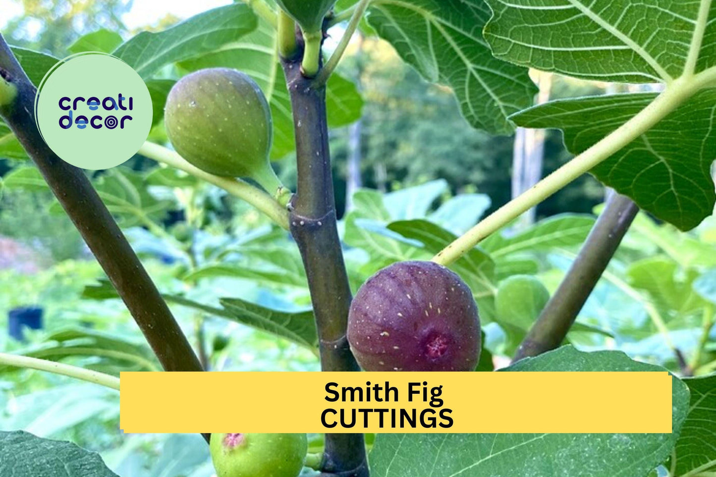 5 Smith Fig Cuttings + Free Willow Water – Premium Unrooted Hardwood Cuttings for Propagation, Rare Sweet Fig Variety – USA