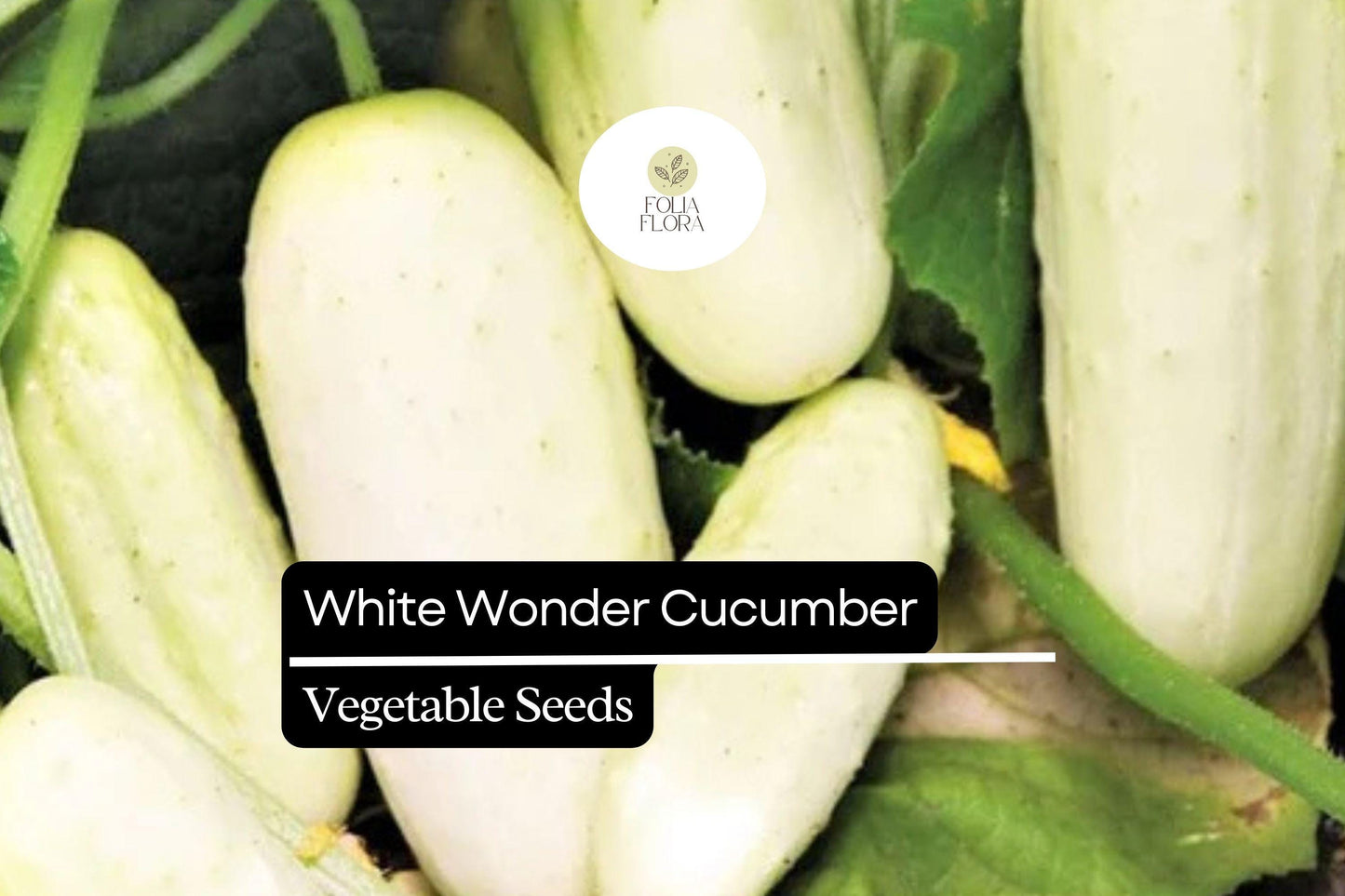 50 Seeds White Wonder Cucumber (Cucumis sativus) – Unique White Skin, Crisp Texture, Sweet Flavor