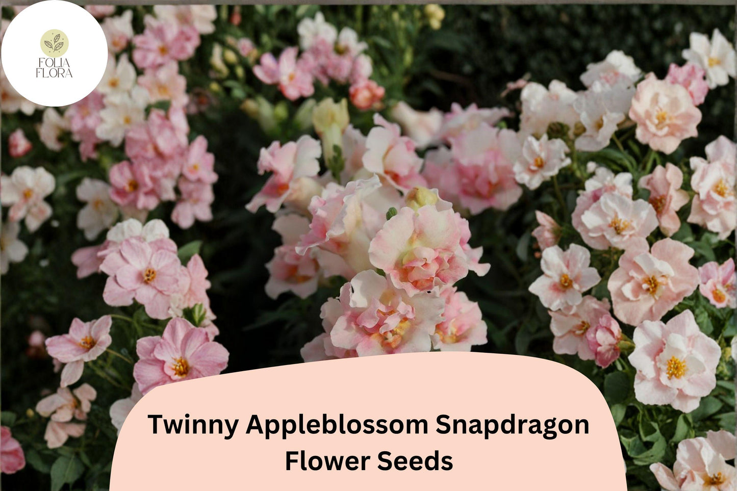 1000+ Twinny Appleblossom Snapdragon Seeds | Antirrhinum majus | Soft Pink & Cream Double Blooms