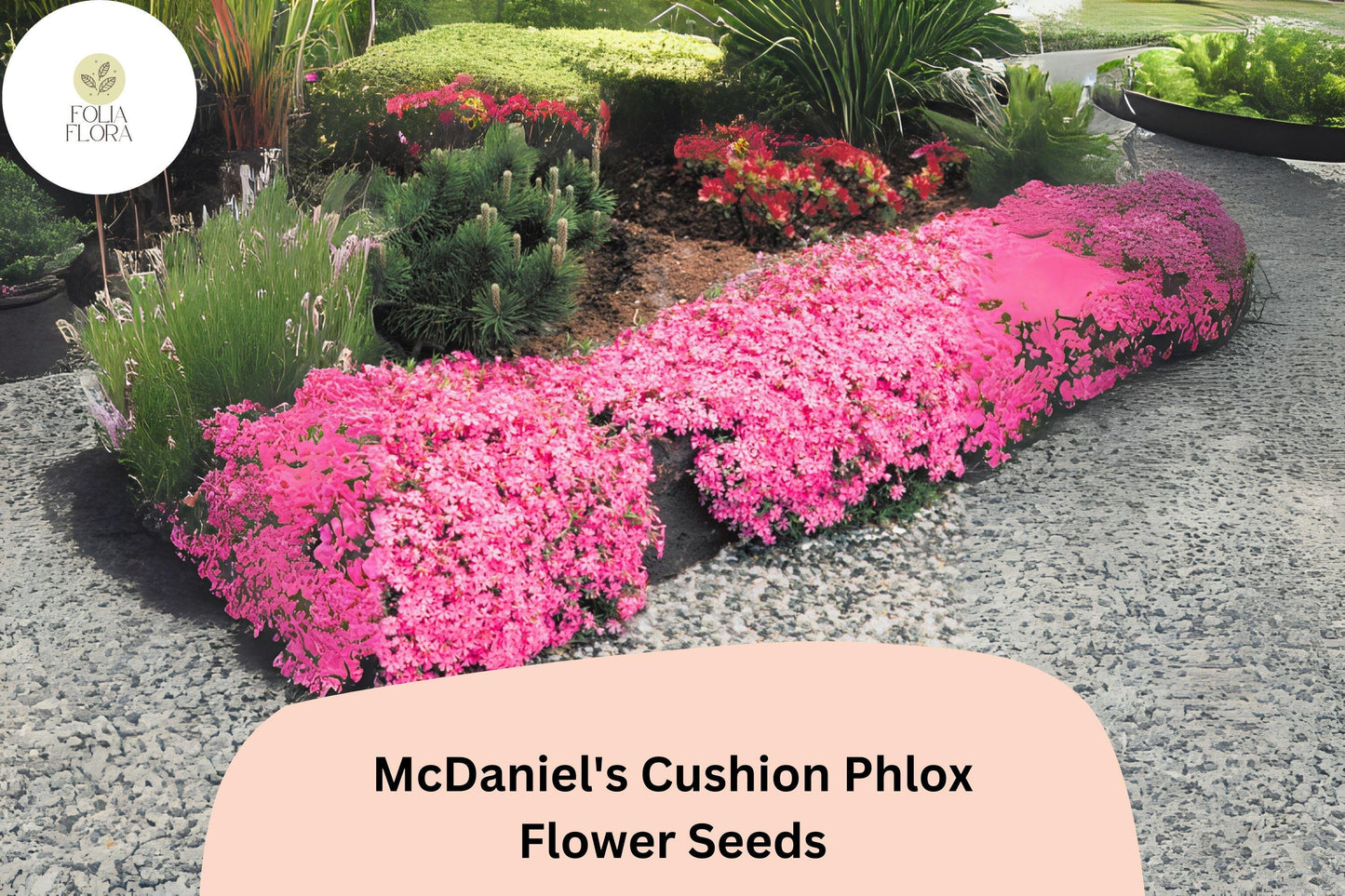 100+ McDaniel's Cushion Phlox Seeds – Creeping Groundcover Flowers, Phlox subulata