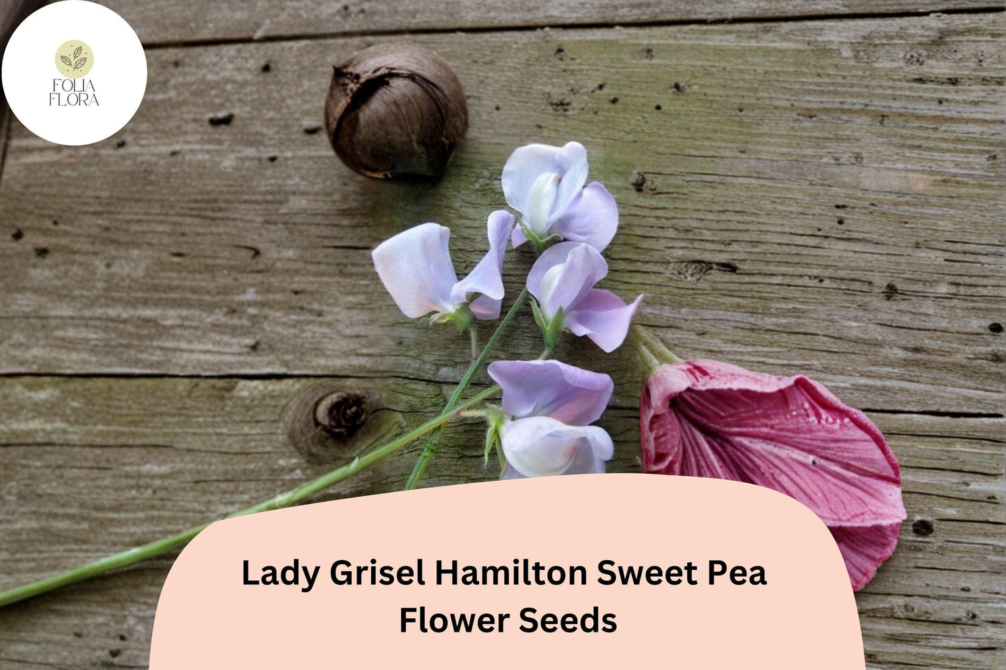 50+ Lady Grisel Hamilton Sweet Pea Seeds | Fragrant Lavender Flower for Garden Trellis
