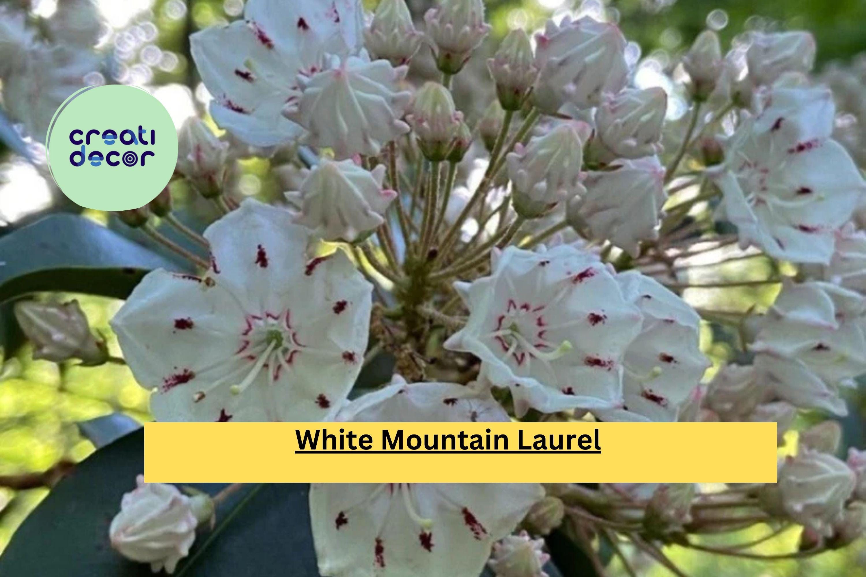 White Mountain Laurel – Live Bare Root Plant , Kalmia latifolia Shrub, Hardy Native Flowering Plant for Garden, Landscaping, Borders