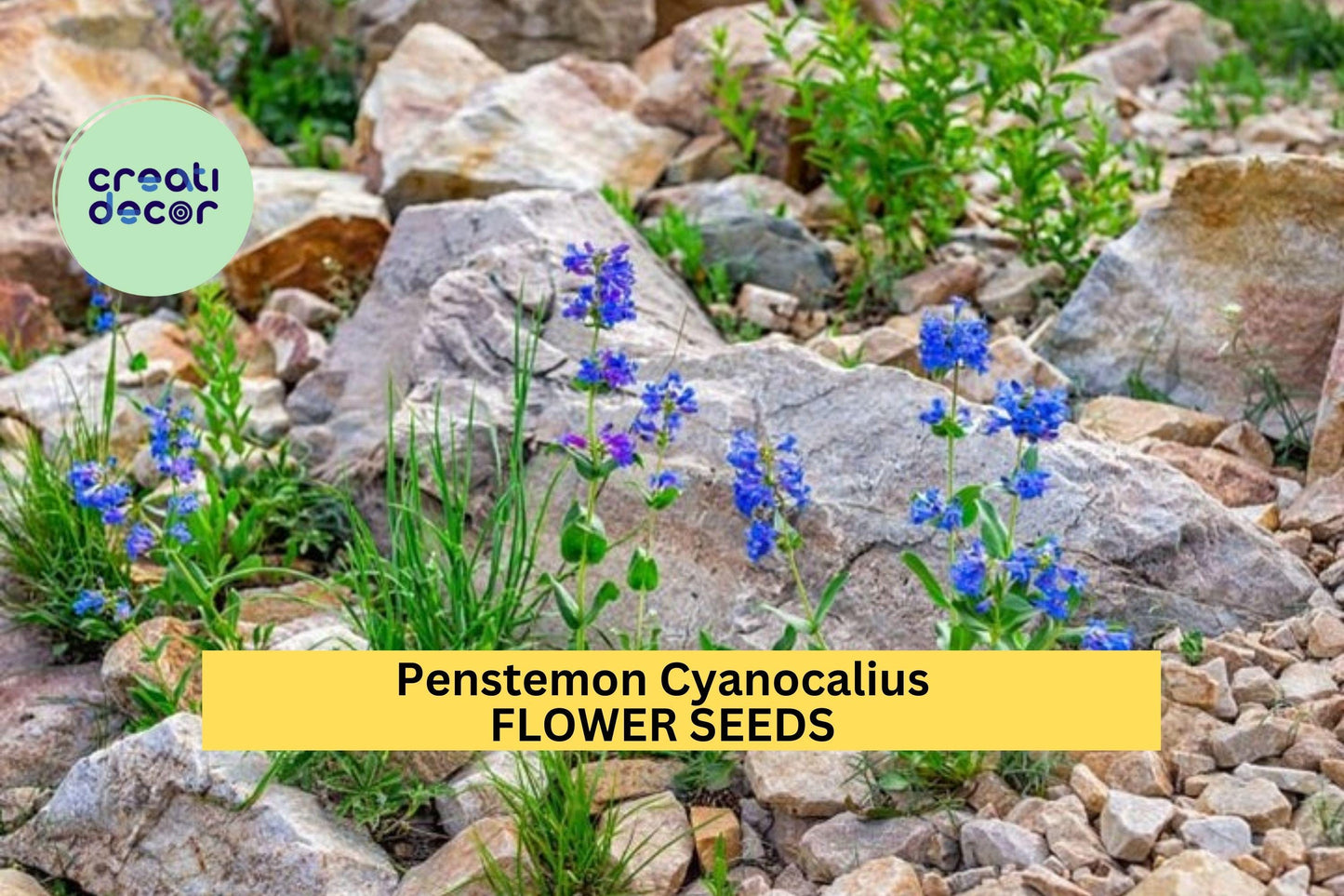 3pcs of 100mg Bluestem Penstemon Seeds – Penstemon cyanocaulis Blue Wildflower for Dry Gardens & Pollinator Habitat Seeds for Planting