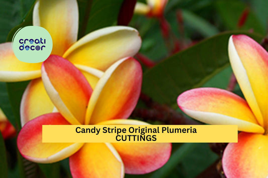 Candy Stripe Plumeria Cutting | 10" Unrooted Single Head Starter | Tropical Frangipani Tree | Vibrant Pink and White Blooms