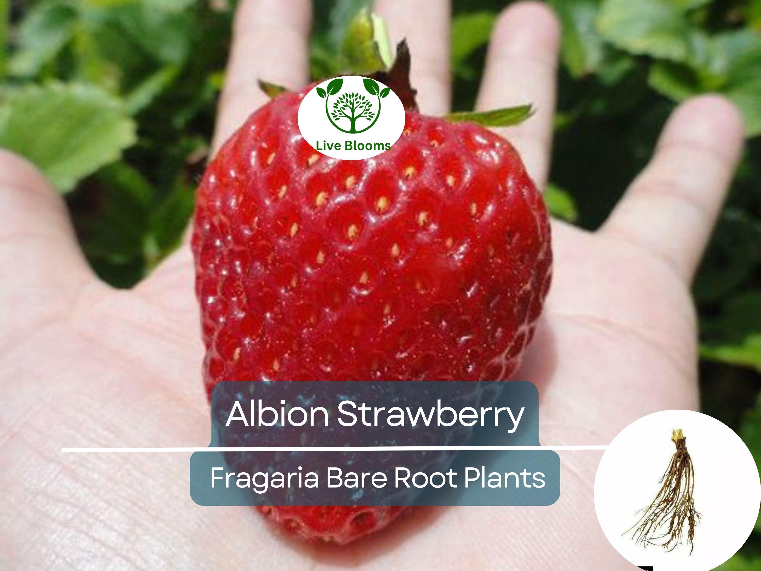 25 Albion Strawberry Bare Root Plants - Day Neutral, Sweet Large Fruit, Fragaria × ananassa, Non-GMO, Long Season Yield