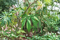 Red Cassava 15 Cuttings 9-12" (Manihot esculenta) Yuca Root Plant