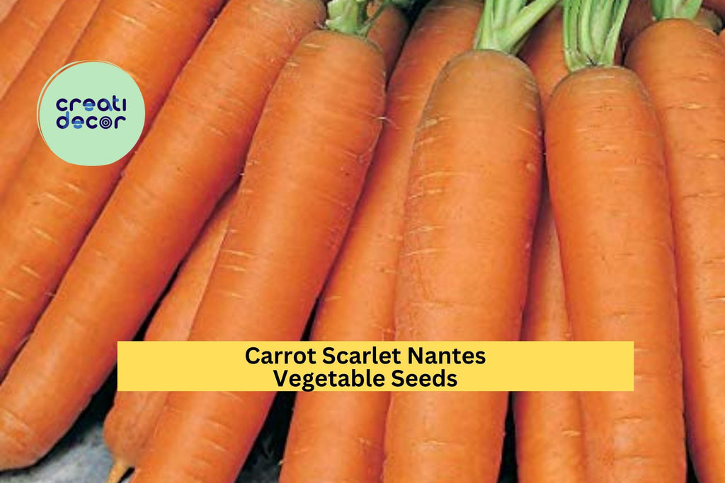 3pcs x 1g Scarlet Nantes Carrot Seeds – Sweet, Crisp Heirloom Root Vegetable for Garden Beds or Container Growing Seeds for Planting