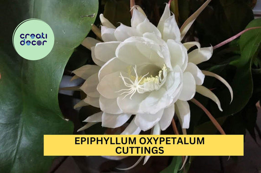 2 Queen of the Night Orchid Cactus Cuttings – Epiphyllum Oxypetalum 4–6" Segments, Night Blooming Fragrant Plant – USA
