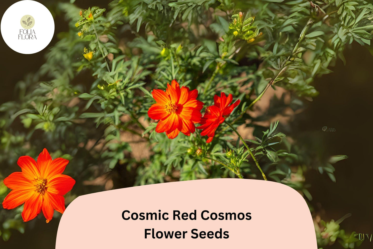 200+ Cosmic Red Cosmos Seeds | Cosmos Sulphureus Bright Red Annual Flower Seeds for Garden