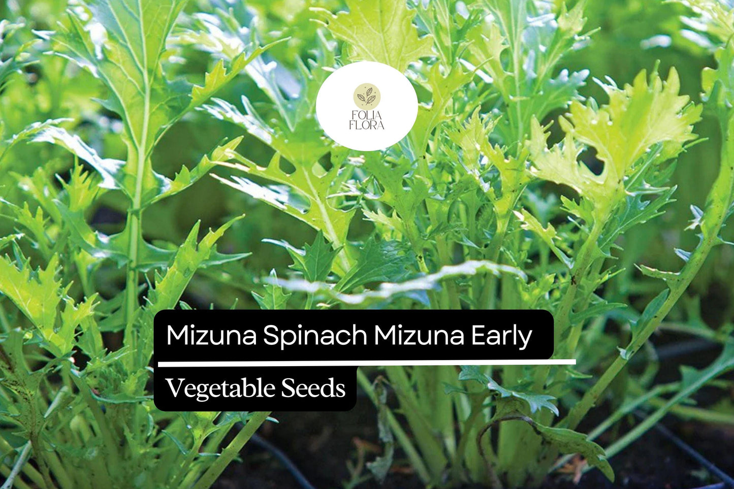 500mg Mizuna Spinach Early Seeds Brassica rapa | Nutritious, Fast-Growing, Mild Flavor, Non-GMO, Edible Greens for Salad