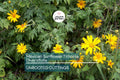 Perennial Organic Mexican Sunflower Tithonia Diversifolia - 10 Fresh Cuttings, Pollinator-Friendly