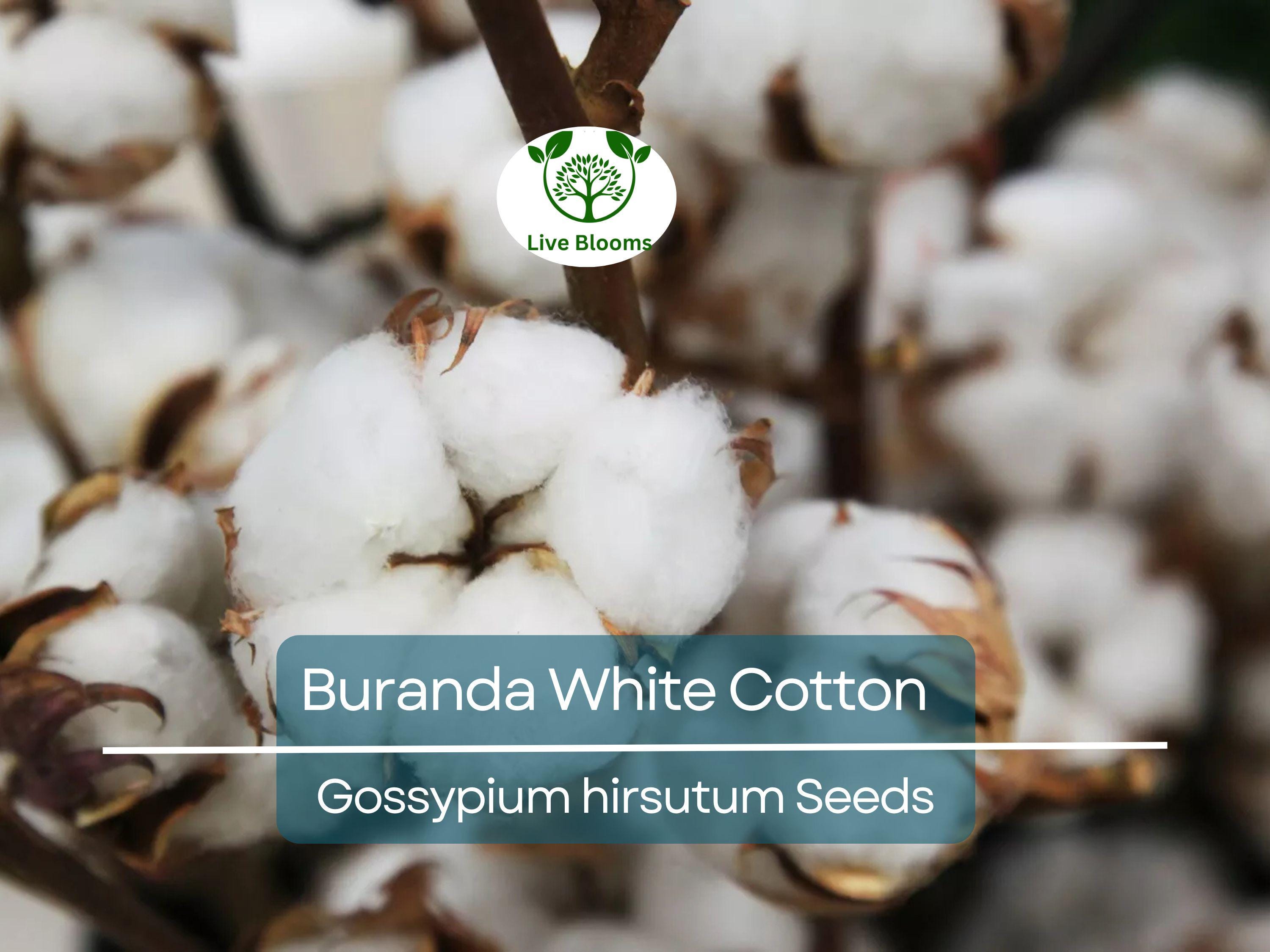 30 White Cotton Seeds Buranda Non-GMO, 100% Quality | High-Density Cotton Plant for Home or Commercial Use | Grow Your Own Cotton!