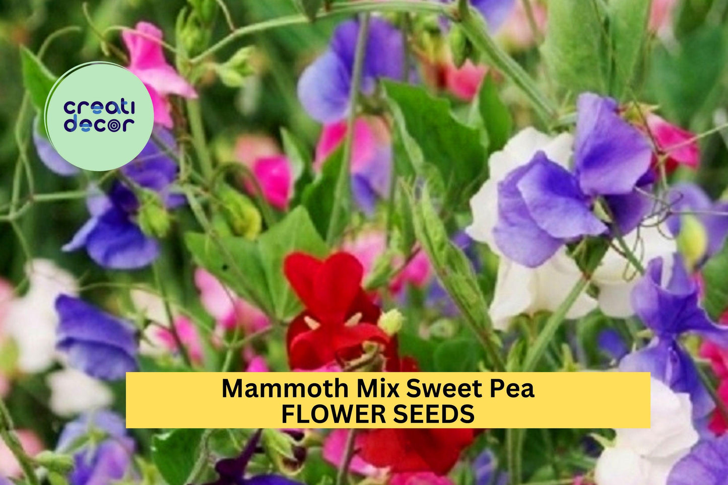 50+ Mammoth Mix Sweet Pea Seeds – Giant Fragrant Blooms for Garden Planting, Climbing Vines for Trellises & Bouquets – USA