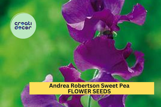 Andrea Robertson Sweet Pea Seeds – 50+ Rich Rose-Pink Blooms – Climbing Flower Vine for Bouquets, Trellises & Cottage Gardens – USA