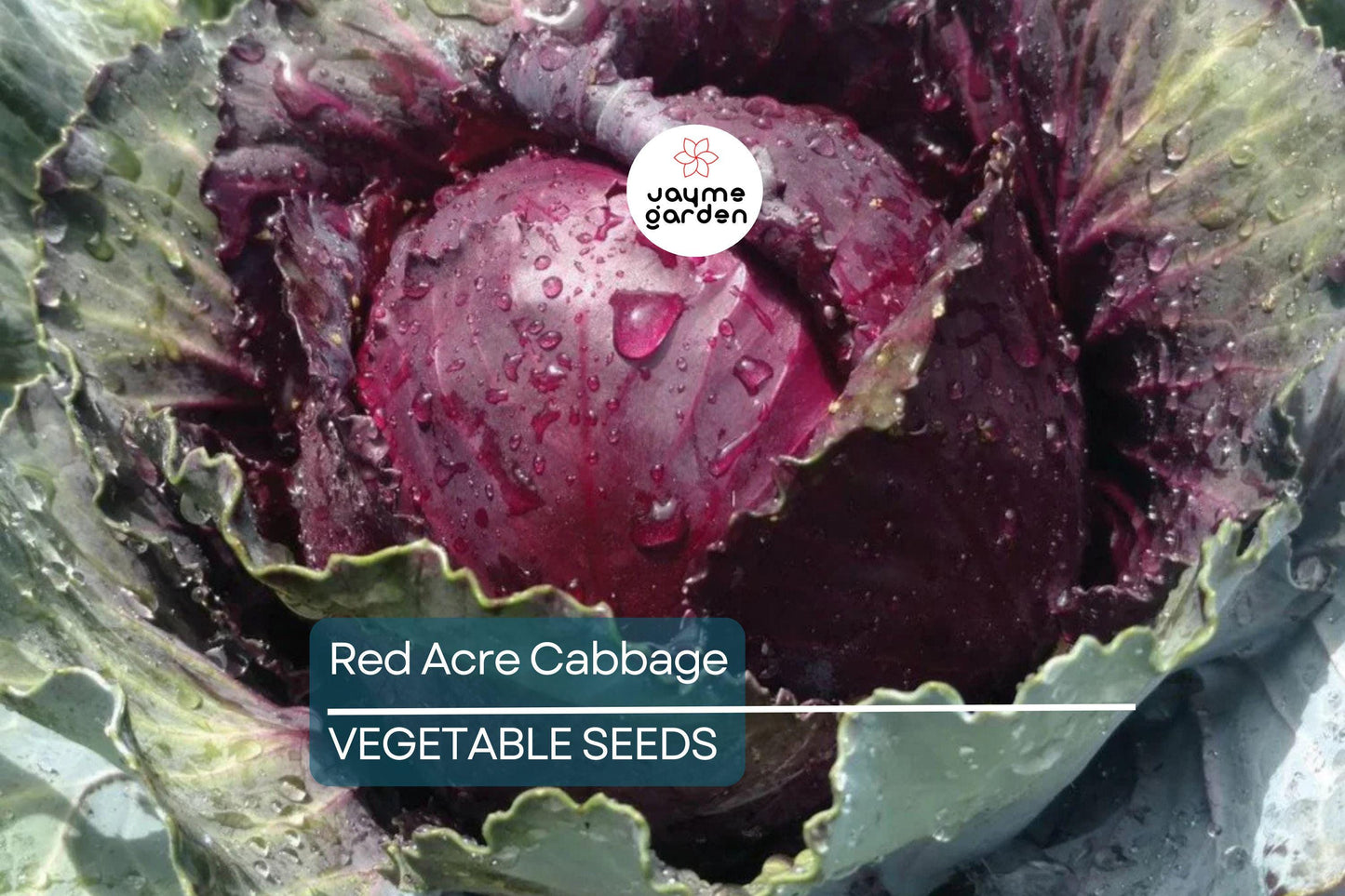 750 Red Acre Cabbage Seeds - Non-GMO Heirloom, Reddish-Purple Heads, Gourmet Variety