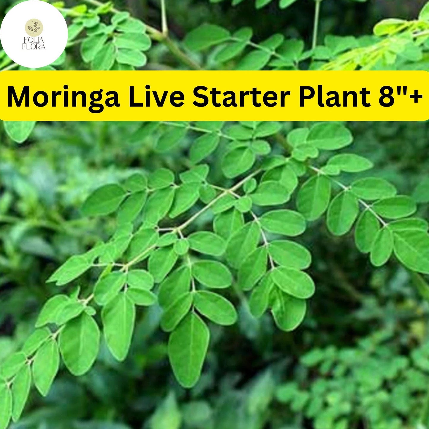 1 Moringa Rooted Live Plant 8"+ | Tree of Life