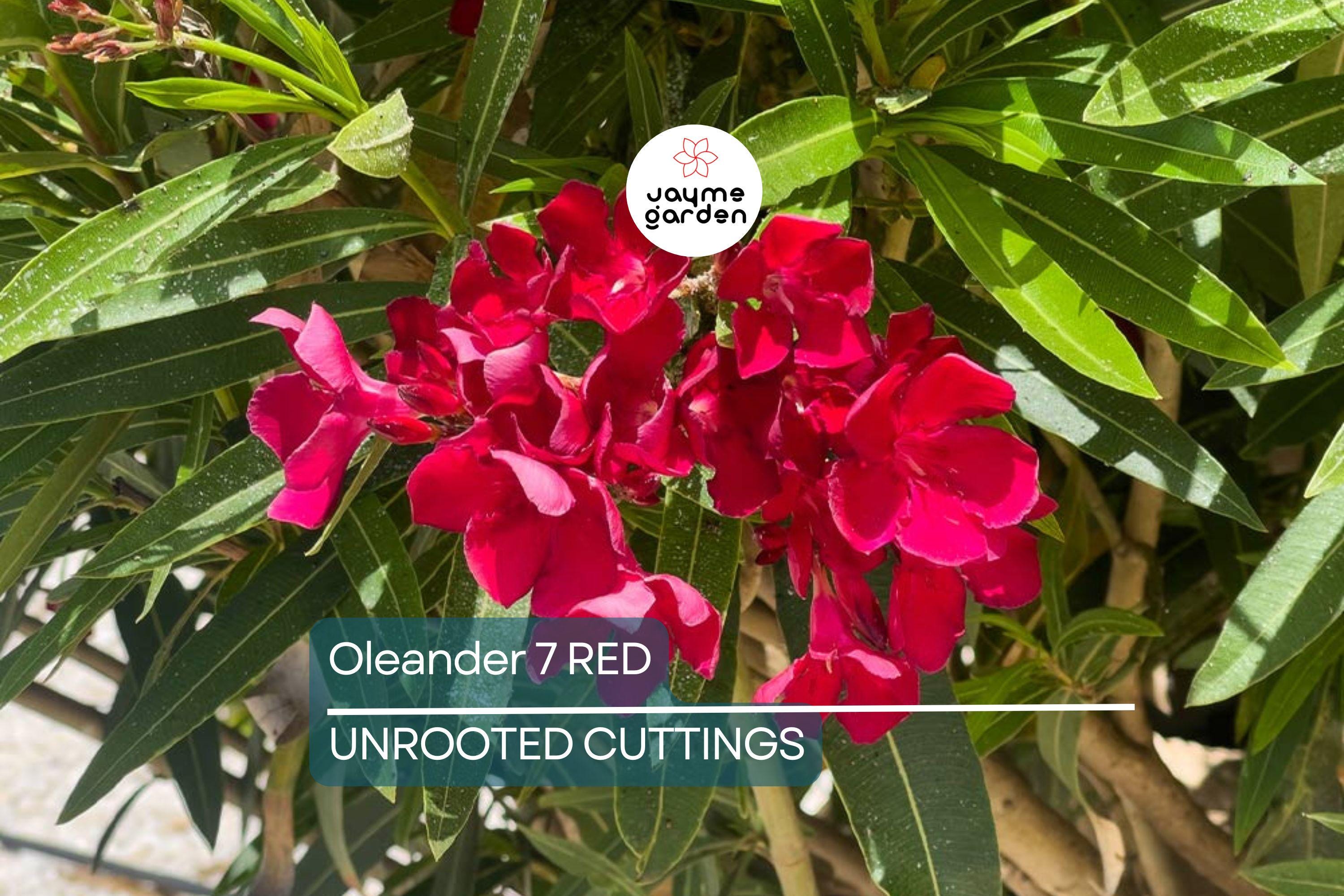 Oleander Red Live Cuttings, 7 Unrooted 6” Plants, Fast-Growing Evergreen Shrub, Vibrant Red Flowers, USDA Zones 8-10