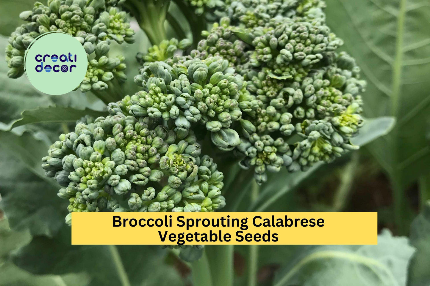 3pcs x 1g Broccoli Calabrese Seeds – Green Sprouting Heirloom for Garden Beds, Raised Rows, or Container Growing Seeds for Planting