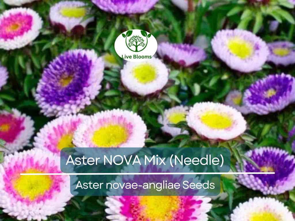200 Seeds Aster NOVA Mix (Needle), Large Flowers, Annual, Attracts Bees & Butterflies, Non-GMO, Vibrant Garden Blooms, Easy to Grow