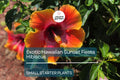 Exotic Hawaiian Sunset Fiesta Hibiscus Starter Plant - Live Tropical Plant 3-5 Inches Tall - Bare Root for Gardens & Landscaping