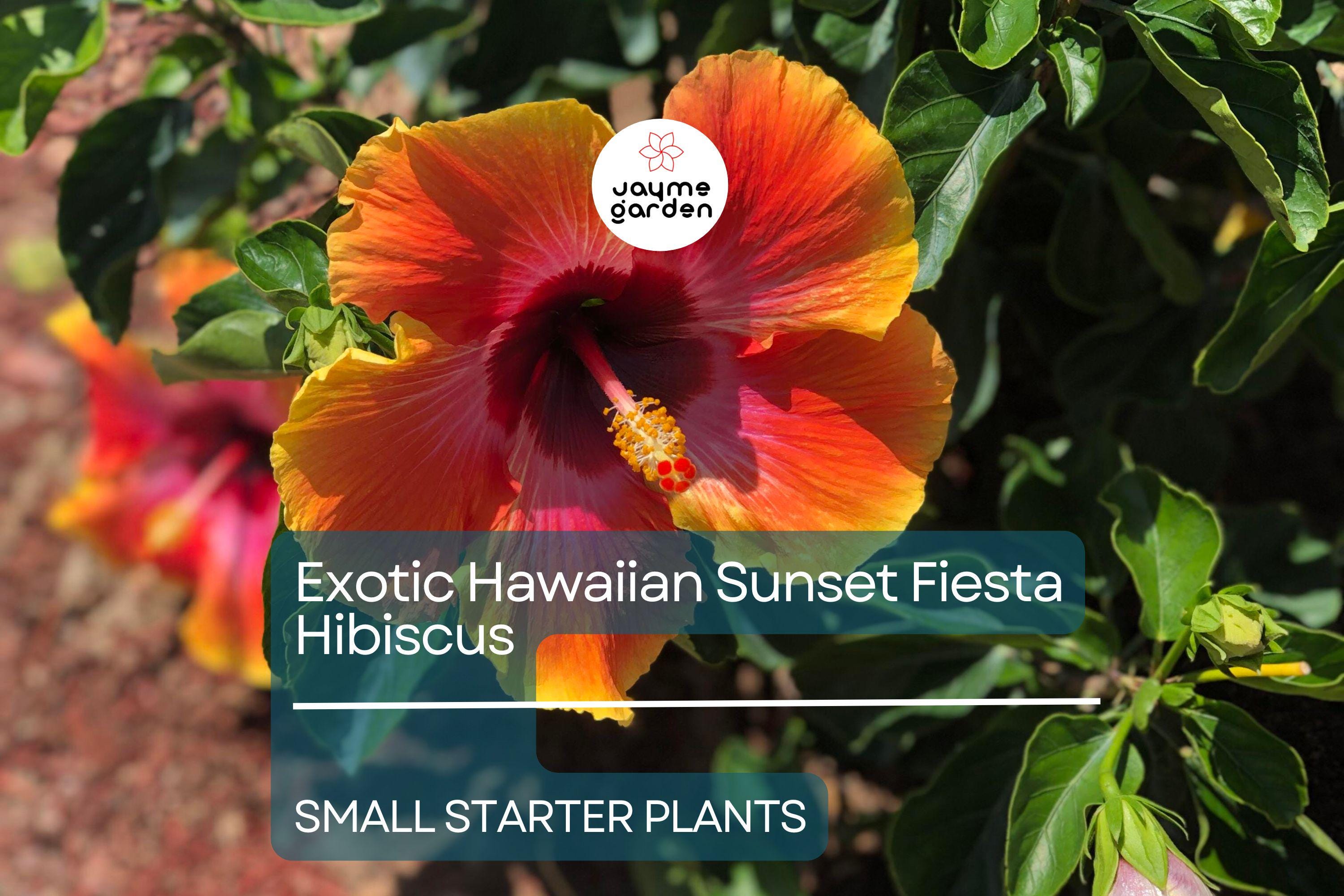 Exotic Hawaiian Sunset Fiesta Hibiscus Starter Plant - Live Tropical Plant 3-5 Inches Tall - Bare Root for Gardens & Landscaping