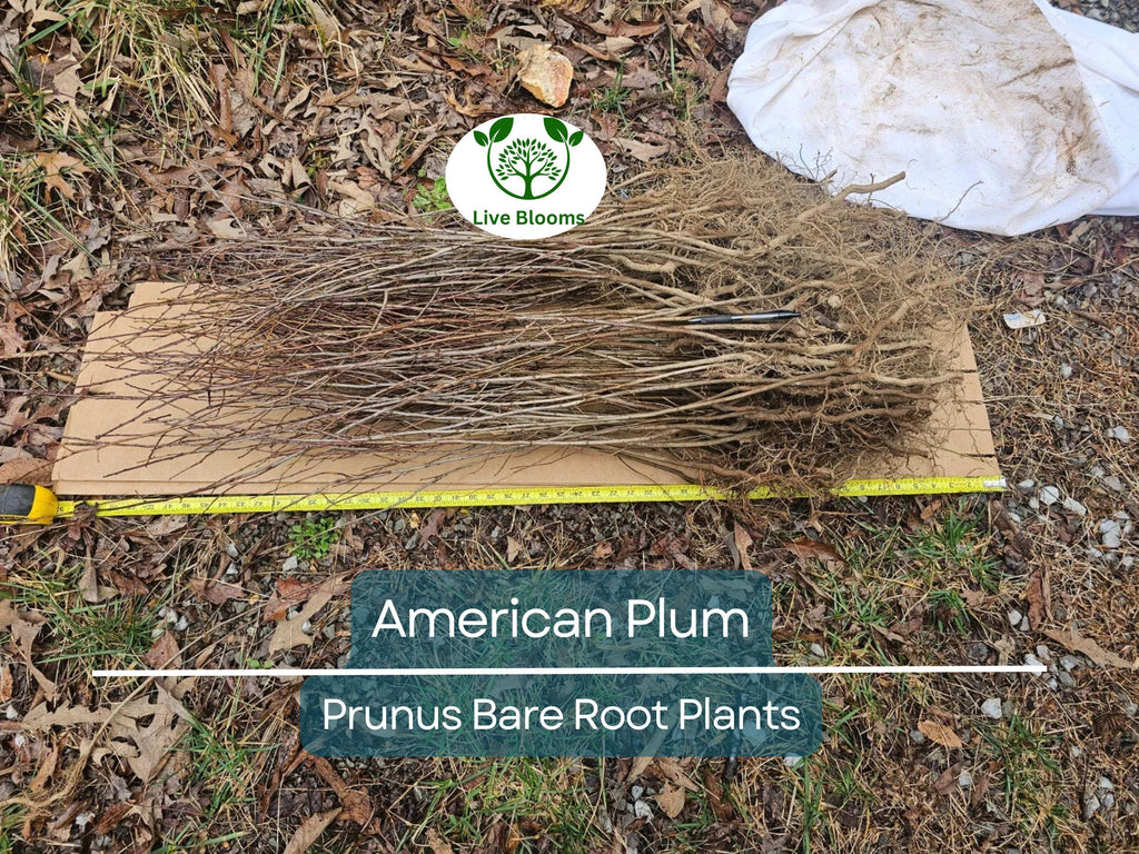 10 American Plum Tree Saplings – Native Bare Root Plants – Prunus Americana for Wildlife, Pollinators, Edible Landscaping