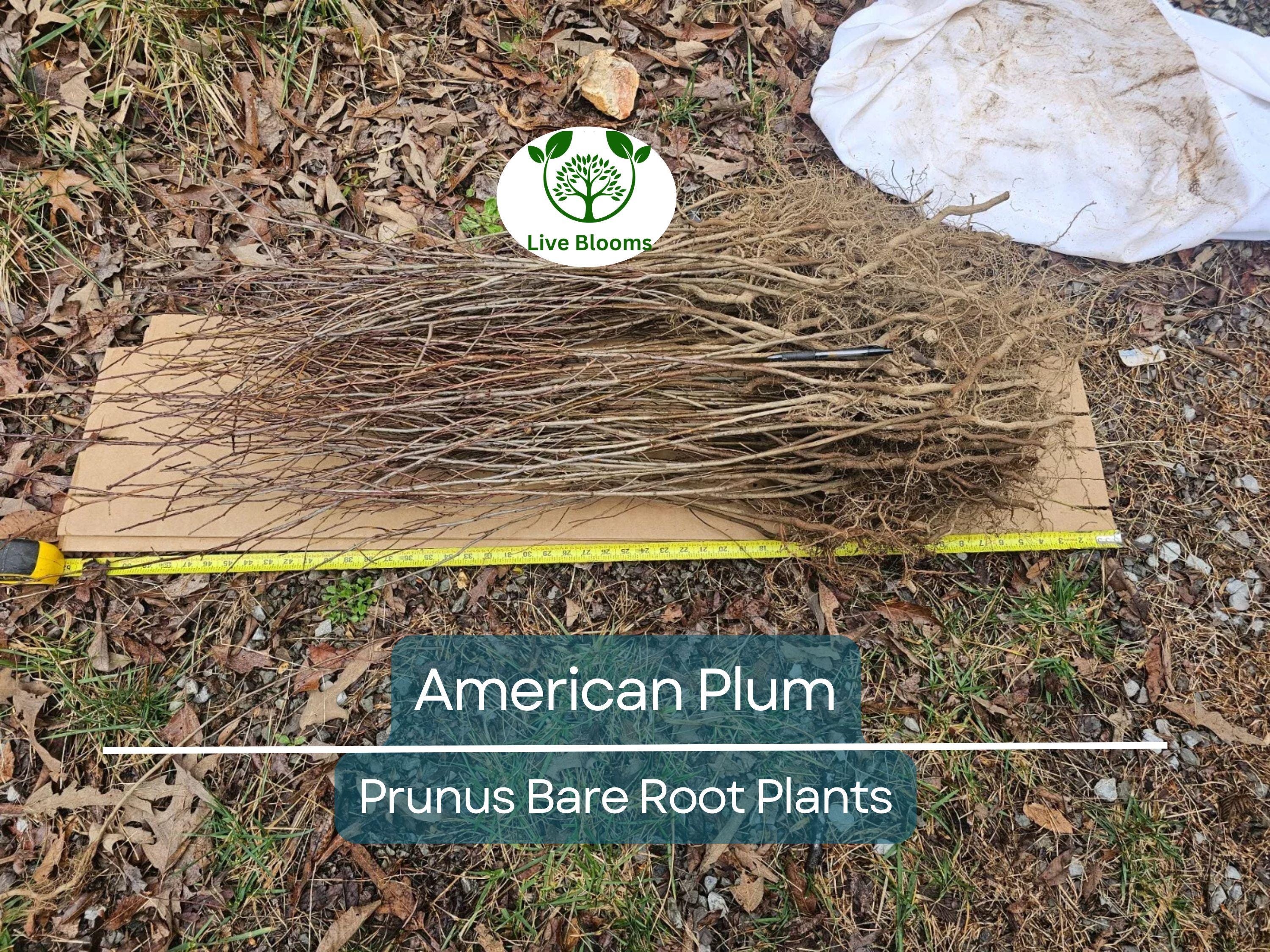 10 American Plum Tree Saplings – Native Bare Root Plants – Prunus Americana for Wildlife, Pollinators, Edible Landscaping