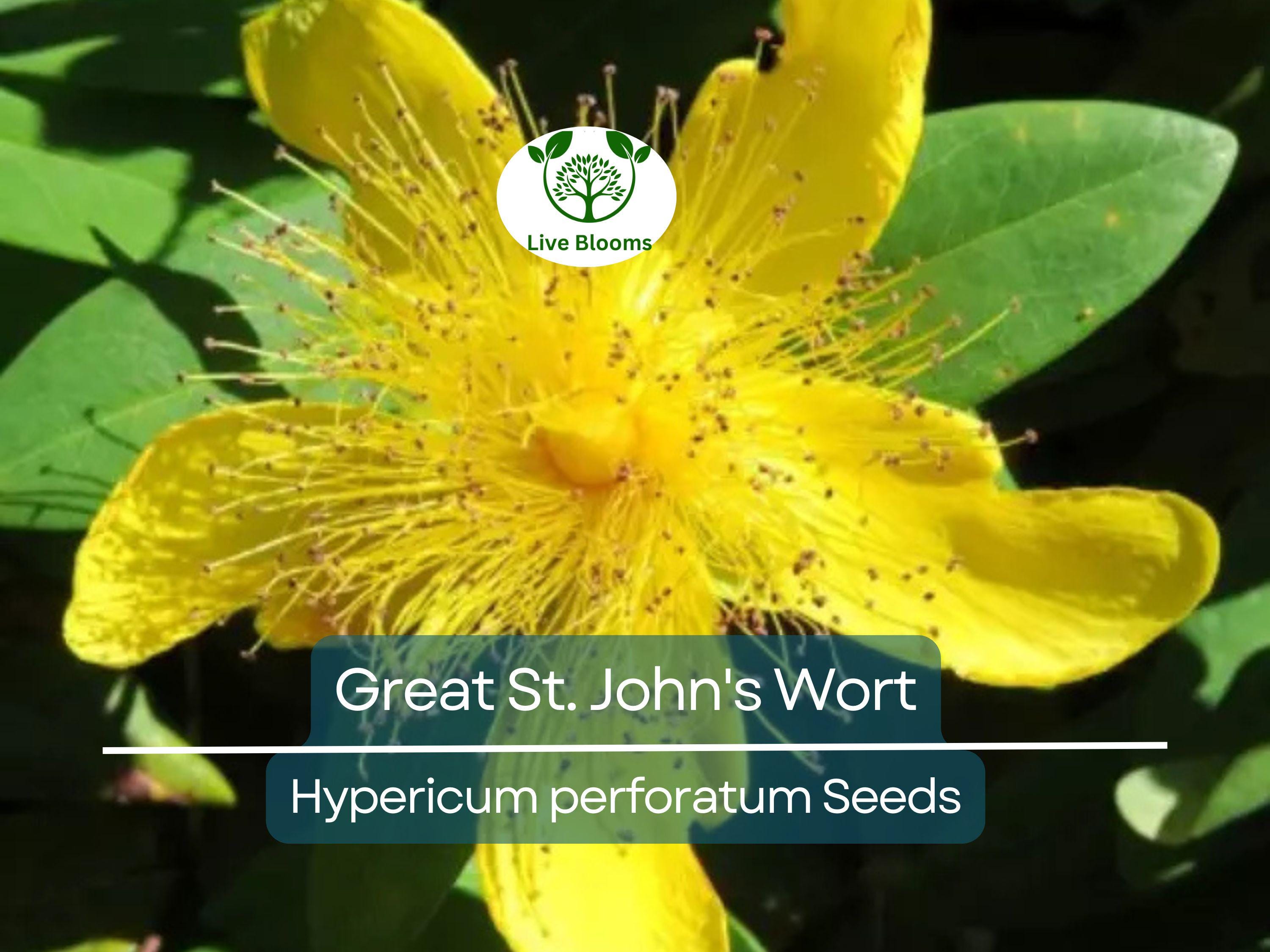 1000 Seeds Great St. John's Wort, Hypericum Perforatum, Yellow Herb Perennial, Non-GMO Herb, Easy-Grow for Gardens