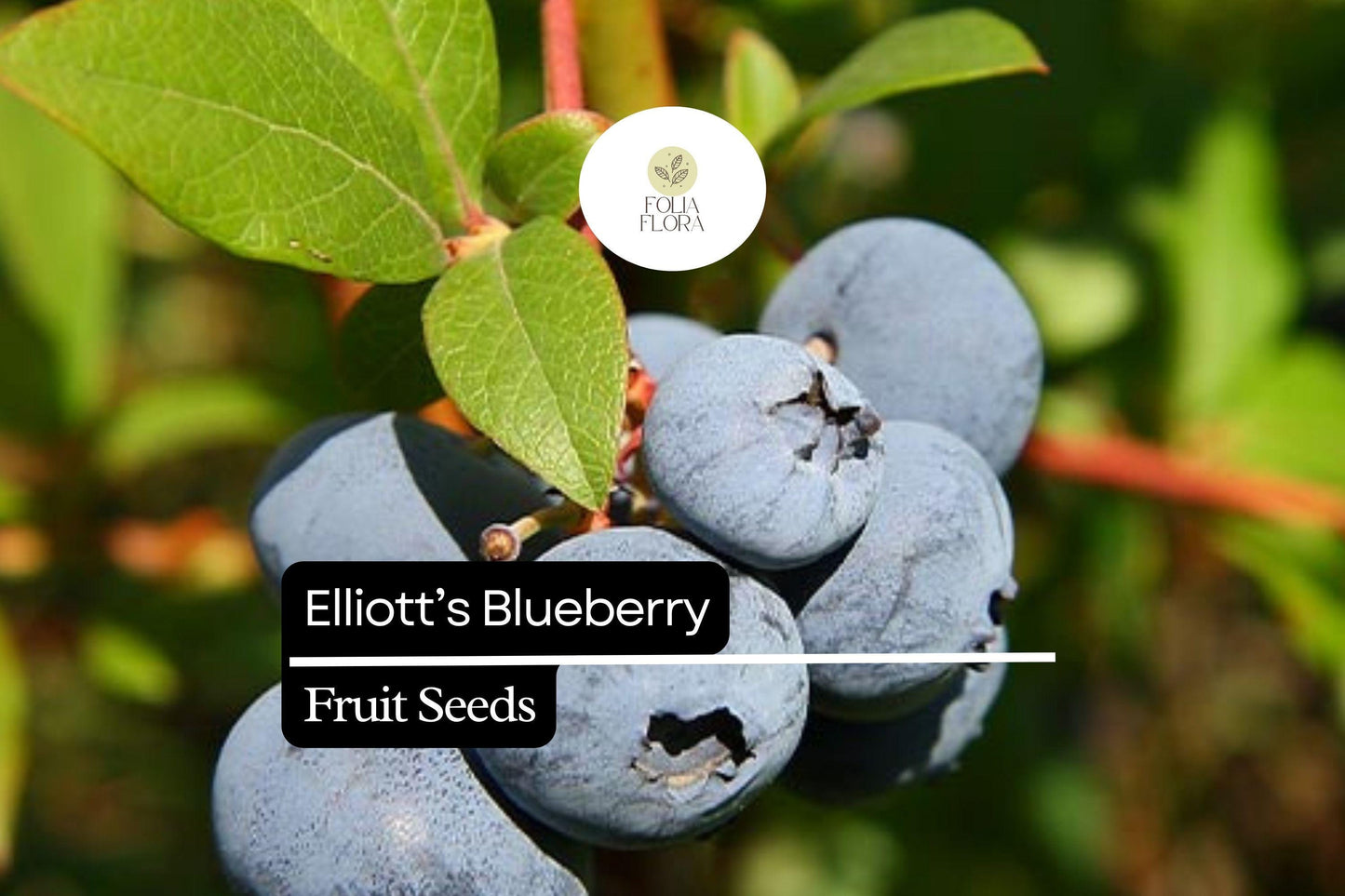 25 Elliott’s Blueberry Seeds | Vaccinium elliottii | Wild Native Blueberry Shrub for Birds, Bees & Home Gardeners