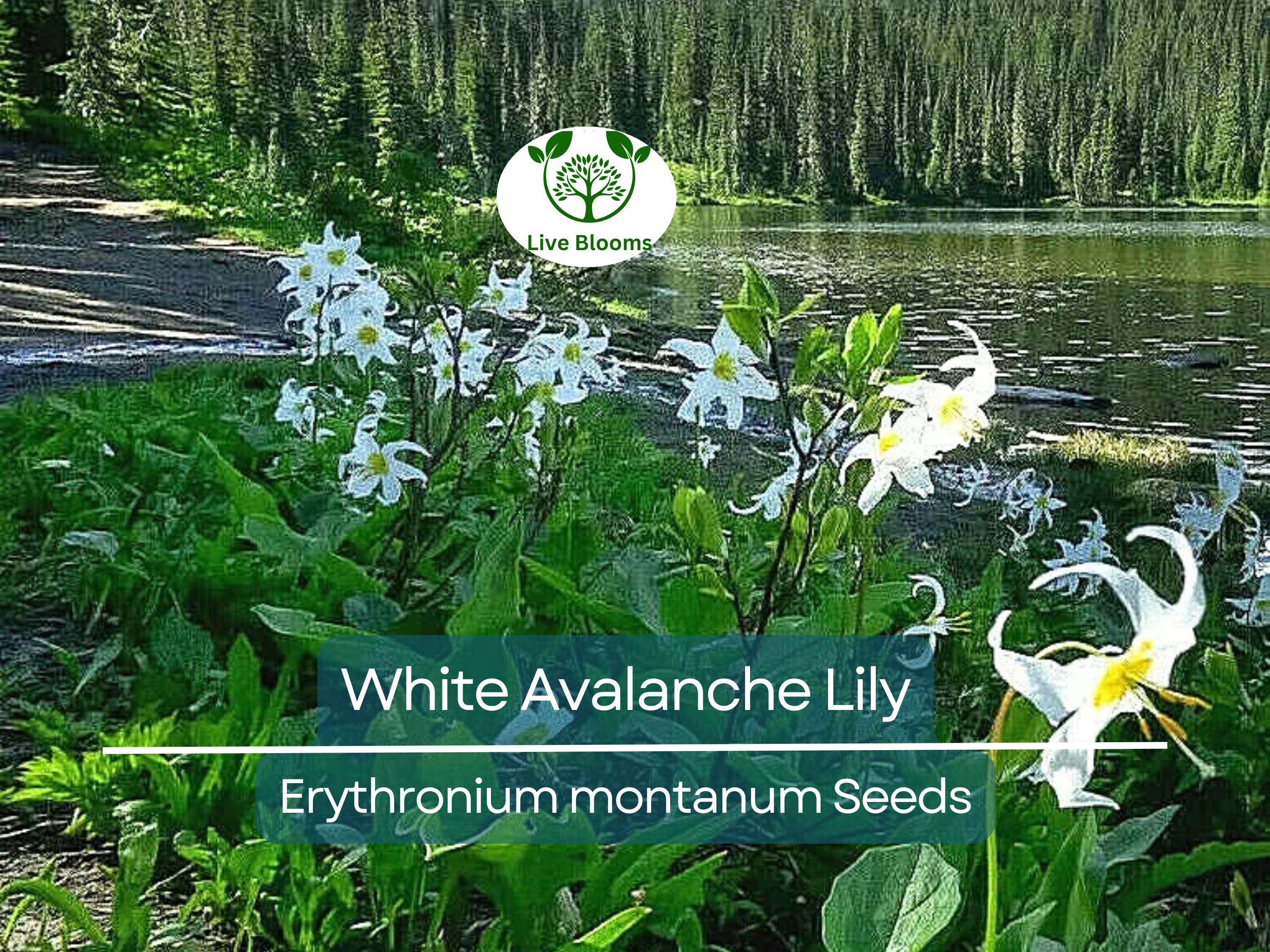 10 White Avalanche Lily Seeds (Erythronium Montanum) | Perennial Flower, Beautiful White Blooms, Easy to Grow, Shade Loving